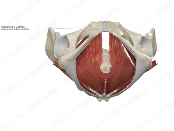 Inferior Pubic Ligament