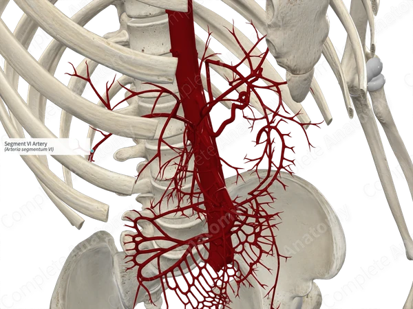 Segment VI Artery