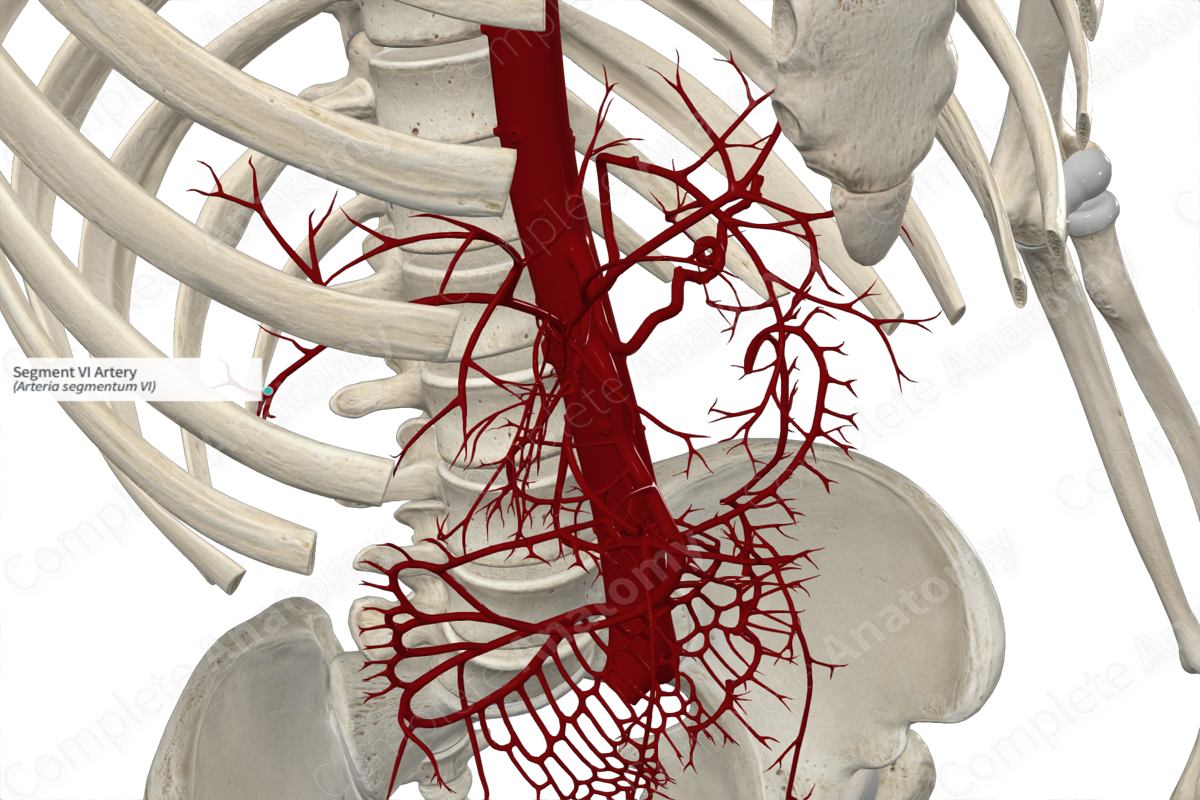Segment VI Artery