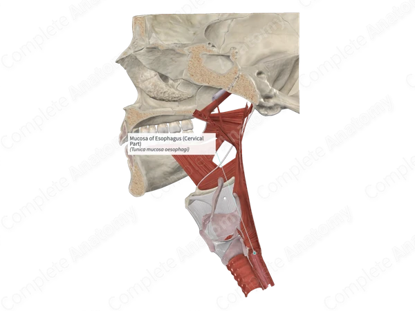 Mucosa of Esophagus (Cervical Part)