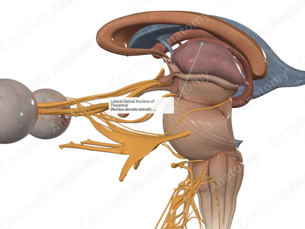 Lateral Dorsal Nucleus of Thalamus 