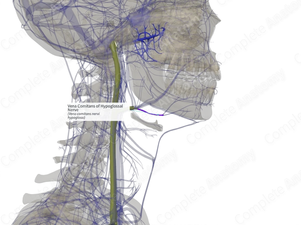 Vena Comitans of Hypoglossal Nerve (Right)