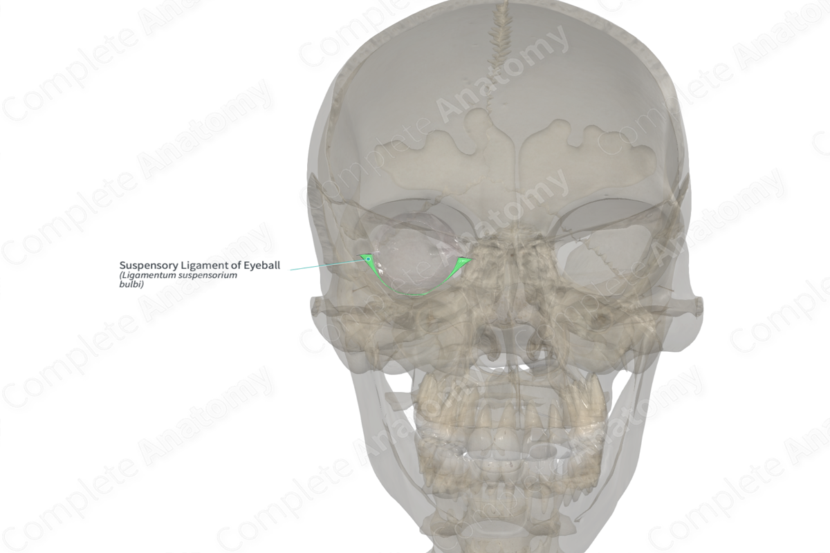 Suspensory Ligament of Eyeball (Left)