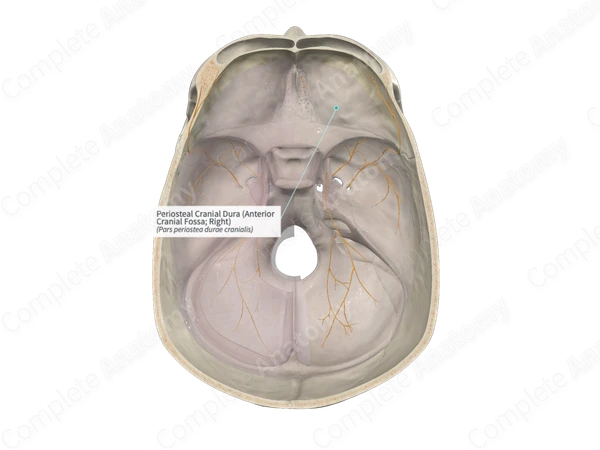 Periosteal Cranial Dura (Anterior Cranial Fossa; Right)