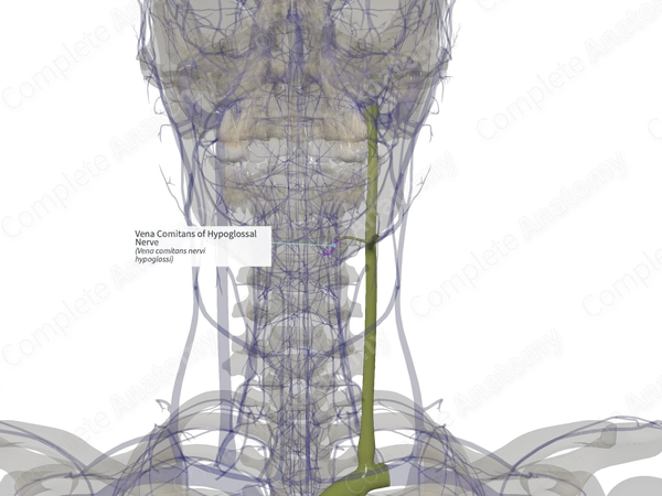 Vena Comitans of Hypoglossal Nerve (Right)