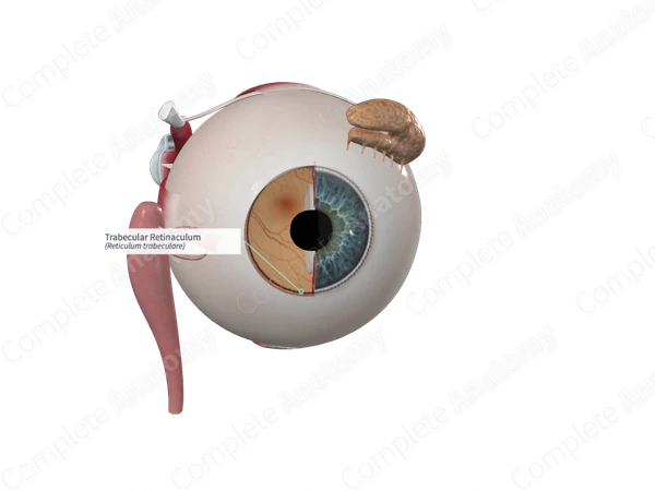 Trabecular Retinaculum