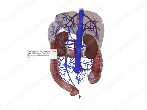 Circular Muscular Layer of Colon (Sigmoid Colon: Posterior)
