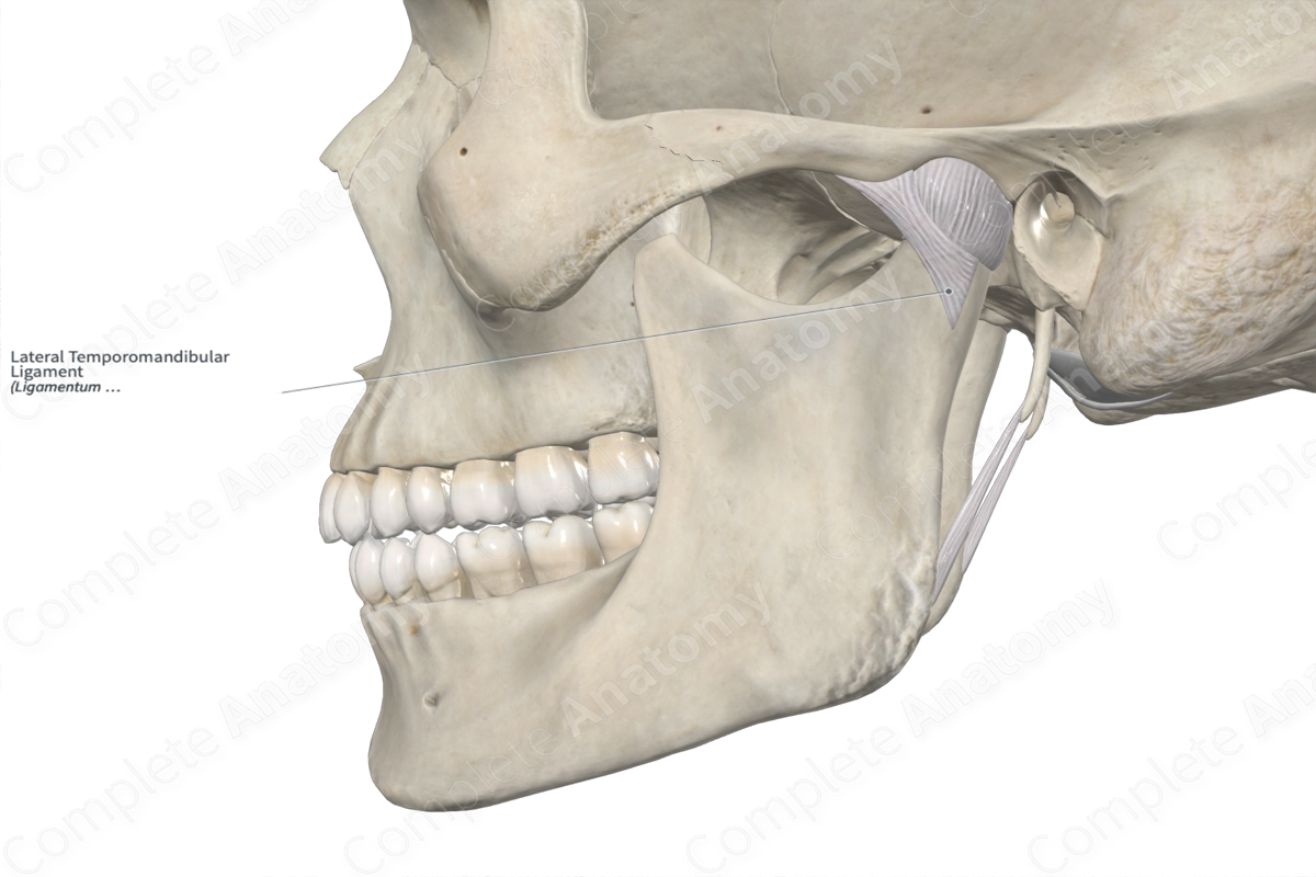 Lateral Temporomandibular Ligament 