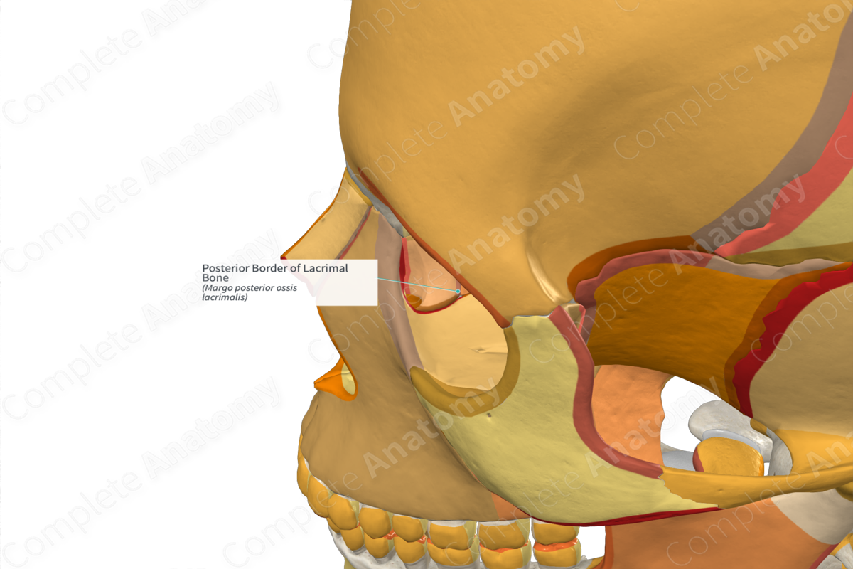 Posterior Border of Lacrimal Bone