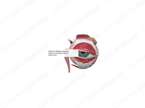 Inferior Oblique Muscle