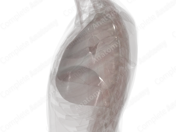 Pleura (Right Lung)