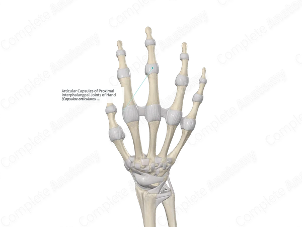 Articular Capsules of Proximal Interphalangeal Joints of Hand 