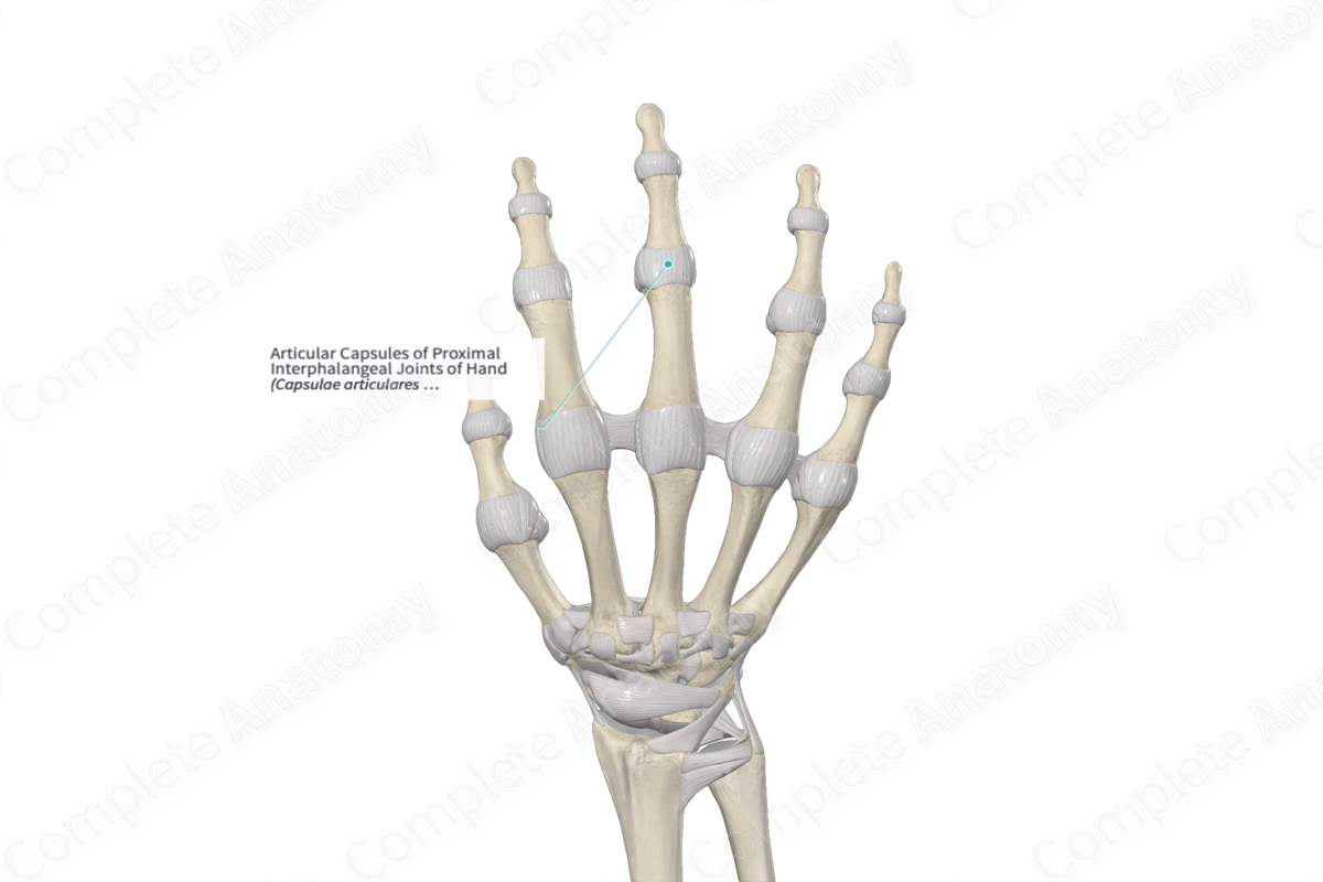 Articular Capsules of Proximal Interphalangeal Joints of Hand 