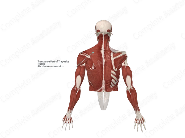 Transverse Part of Trapezius Muscle