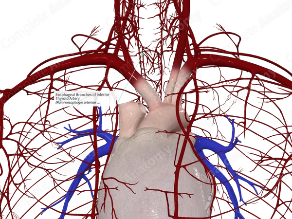 Esophageal Branches of Inferior Thyroid Artery