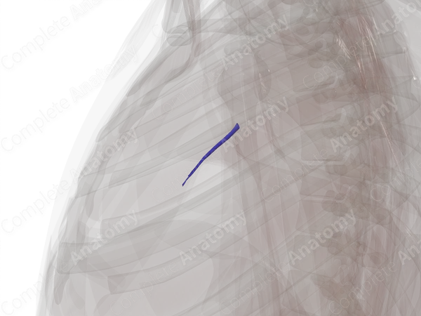 Pulmonary Arteries of Middle Lobe of Right Lung
