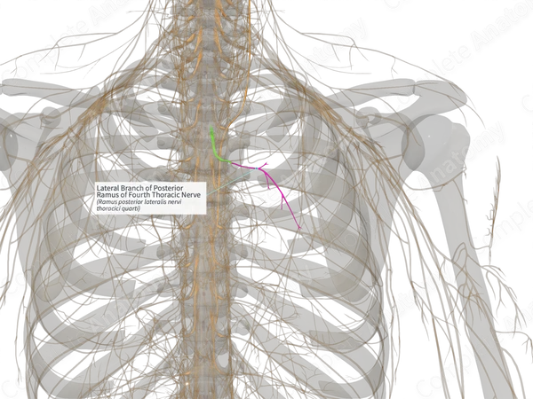 Lateral Branch of Posterior Ramus of Fourth Thoracic Nerve (Right)