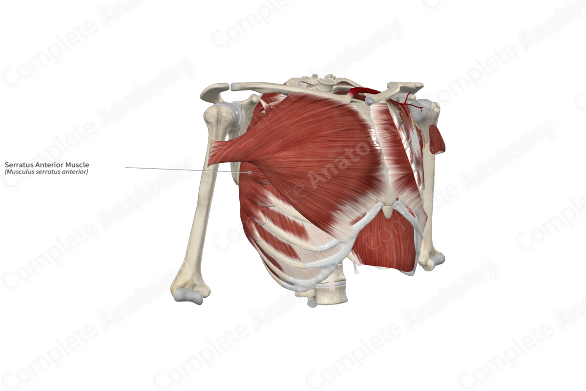 Serratus Anterior Muscle 