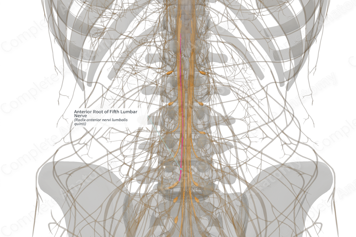 Anterior Root of Fifth Lumbar Nerve (Right)