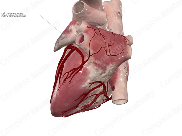Left Coronary Artery