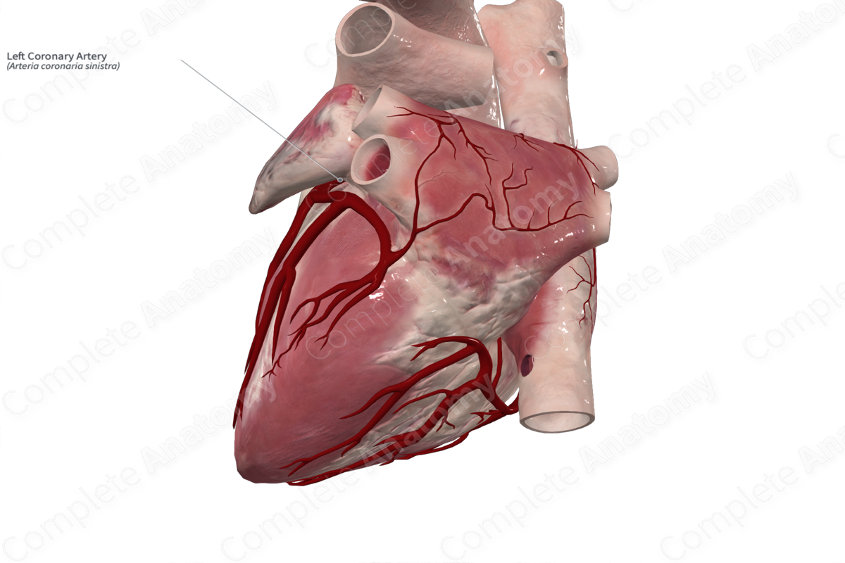 Left Coronary Artery