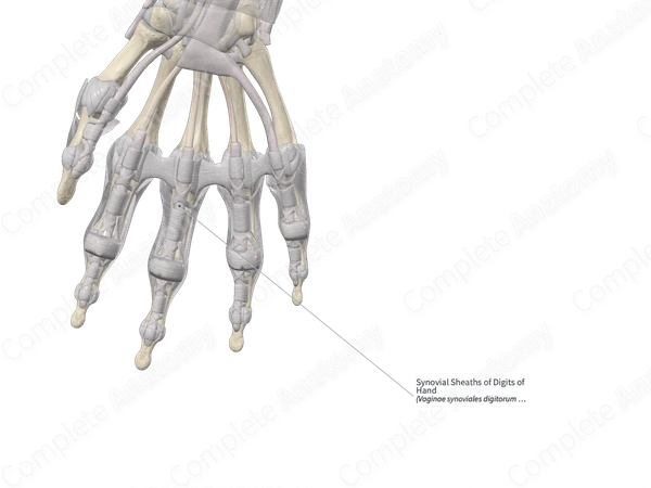 Synovial Sheaths of Digits of Hand