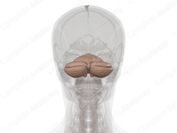 Cerebellum