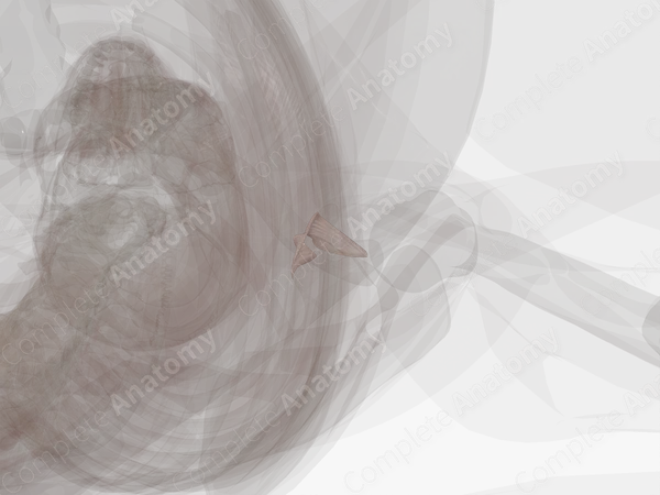 Coracoclavicular Ligament (Left)