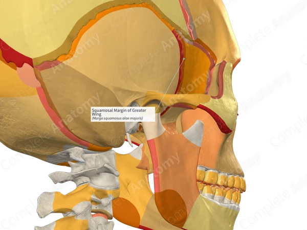 Squamosal Margin of Greater Wing (Left)