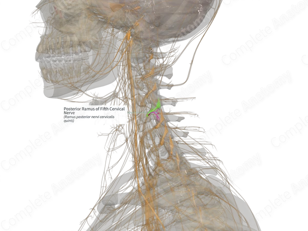 Posterior Ramus of Fifth Cervical Nerve (Left)
