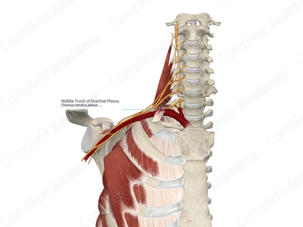 Middle Trunk of Brachial Plexus 