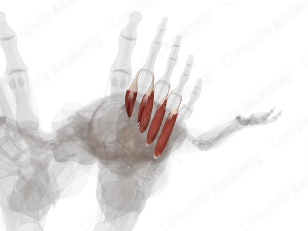 Fourth Layer of Muscles of Plantar Part of Foot (Left)