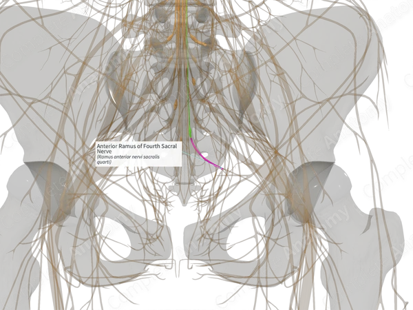 Anterior Ramus of Fourth Sacral Nerve (Left)