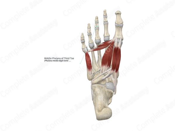 Middle Phalanx of Third Toe