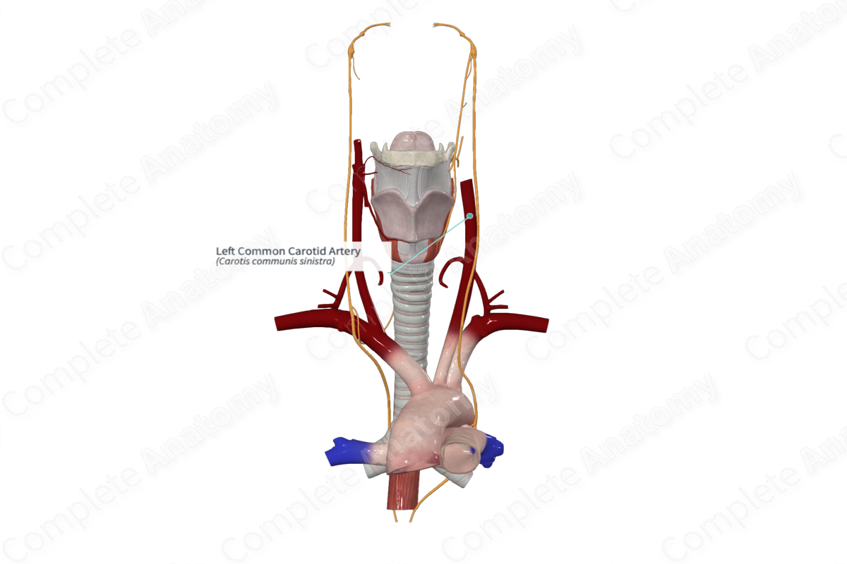 Left Common Carotid Artery