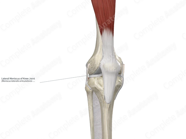 Lateral Meniscus of Knee Joint 