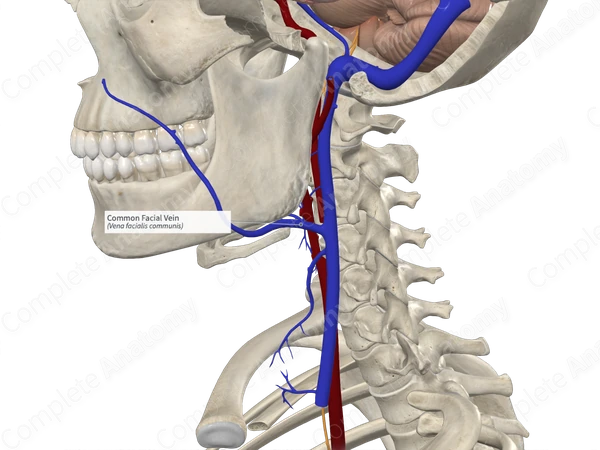 Common Facial Vein