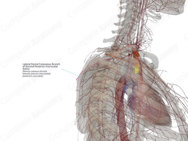 Lateral Dorsal Cutaneous Branch of Second Posterior Intercostal Artery (Left)