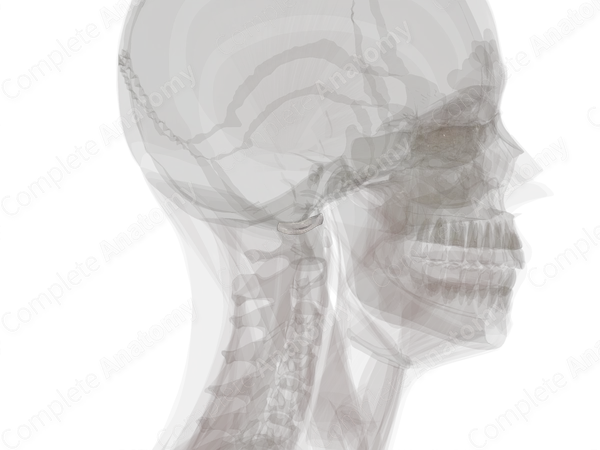 Articular Capsule of Atlantooccipital Joint (Left)
