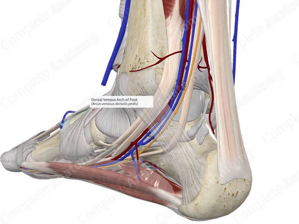 Dorsal Venous Arch of Foot 