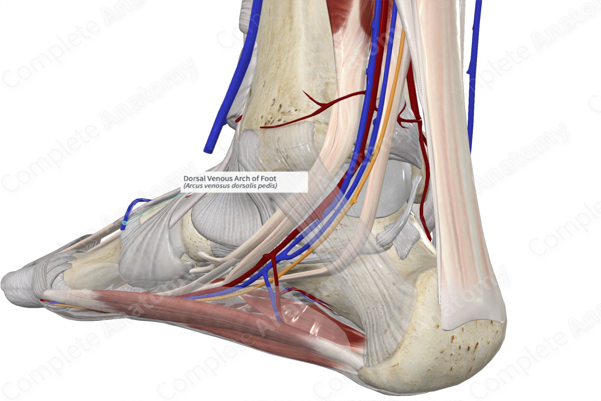 Dorsal Venous Arch of Foot 