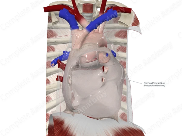 Fibrous Pericardium