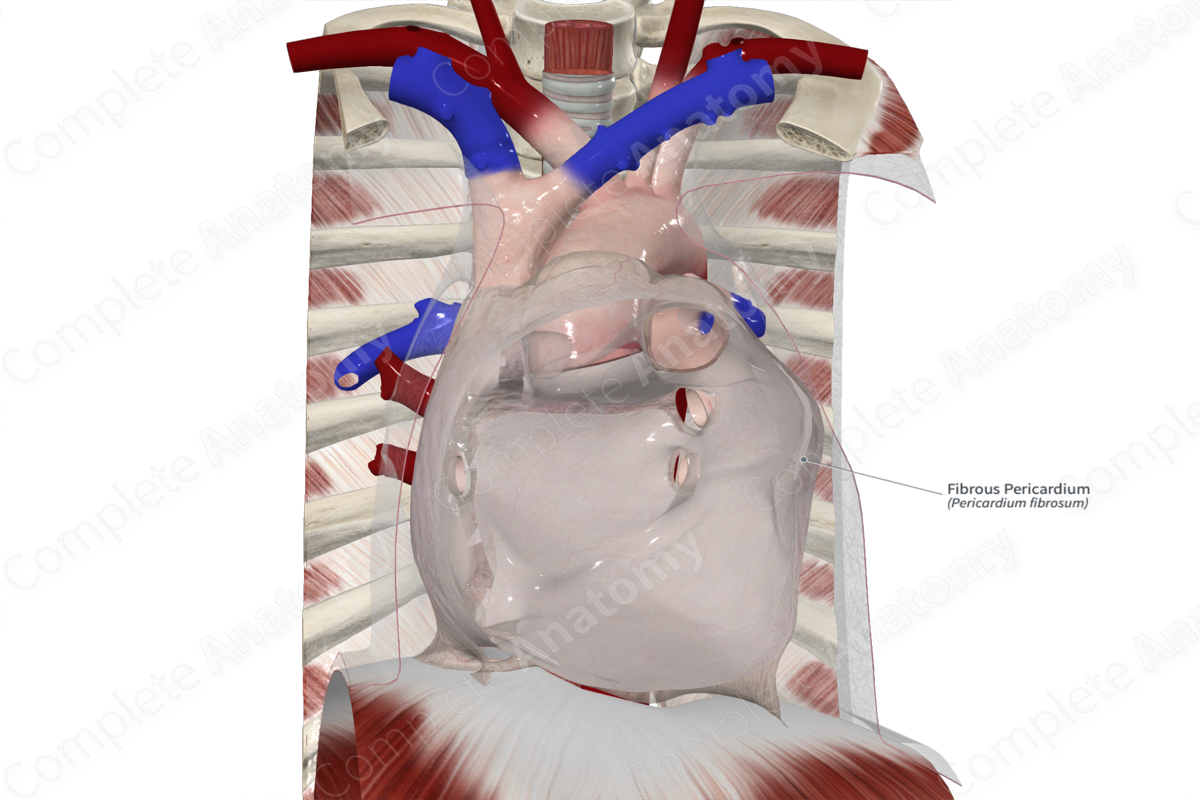 Fibrous Pericardium