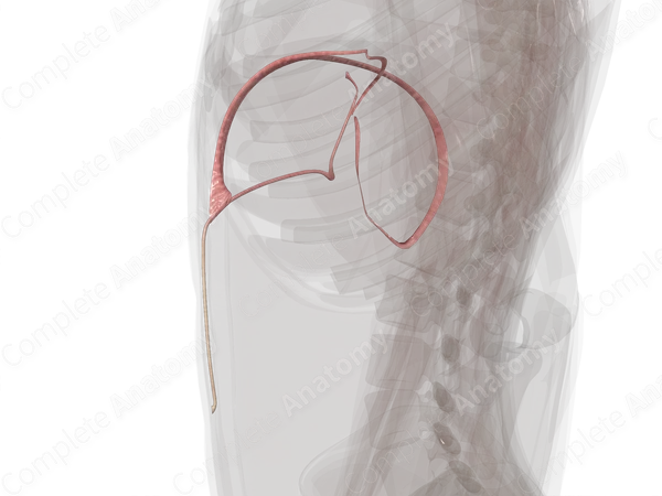 Peritoneal Ligaments of Liver