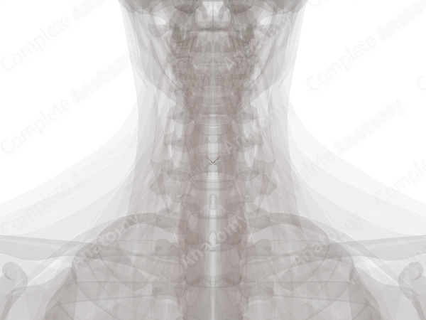 Laryngeal Cavity