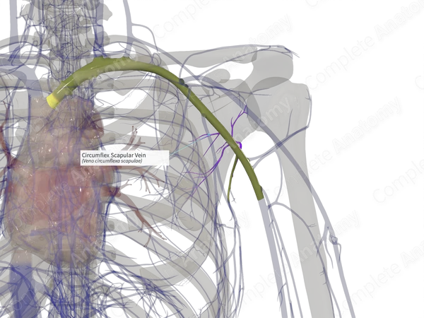 Circumflex Scapular Vein (Right)