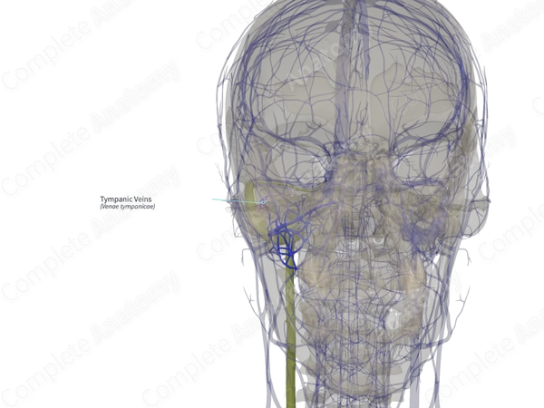 Tympanic Veins (Right)