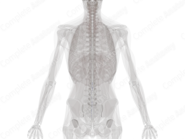 Posterior Segmental Medullary Veins