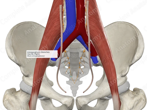Interganglionic Branches (Sacral; Right)