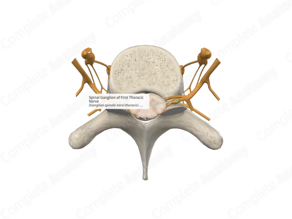 Spinal Ganglion of First Thoracic Nerve